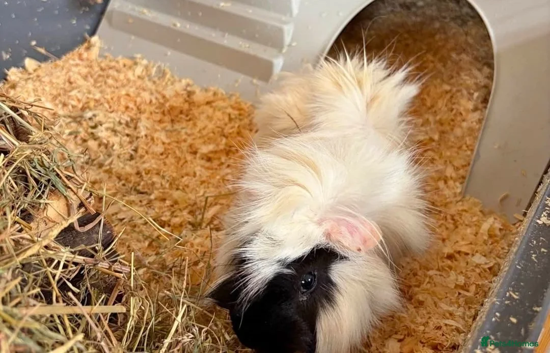 Guinea Pig rodents for sale: Male guenia pig  - Advert 1