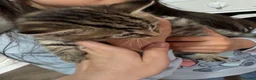 Domestic Shorthair cats for sale: Cute 2 Month Old Kittens for Sale 🐱 in London - Advert 4