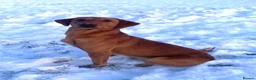 Labrador Retriever dogs for stud: 282 DNA TESTS Labrador Red - Advert 1