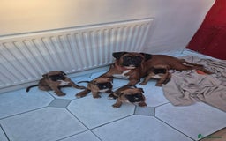 Boxer dogs for sale: Beautiful boxer pup  - Image 2