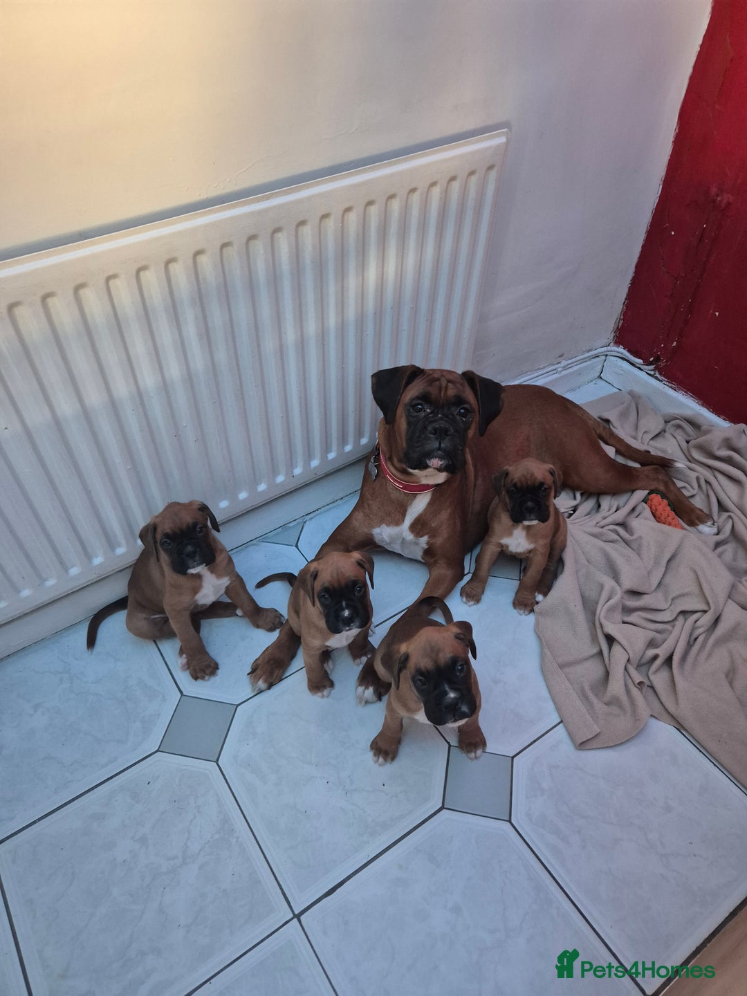 Boxer dogs for sale: Beautiful boxer pup  - Image 2