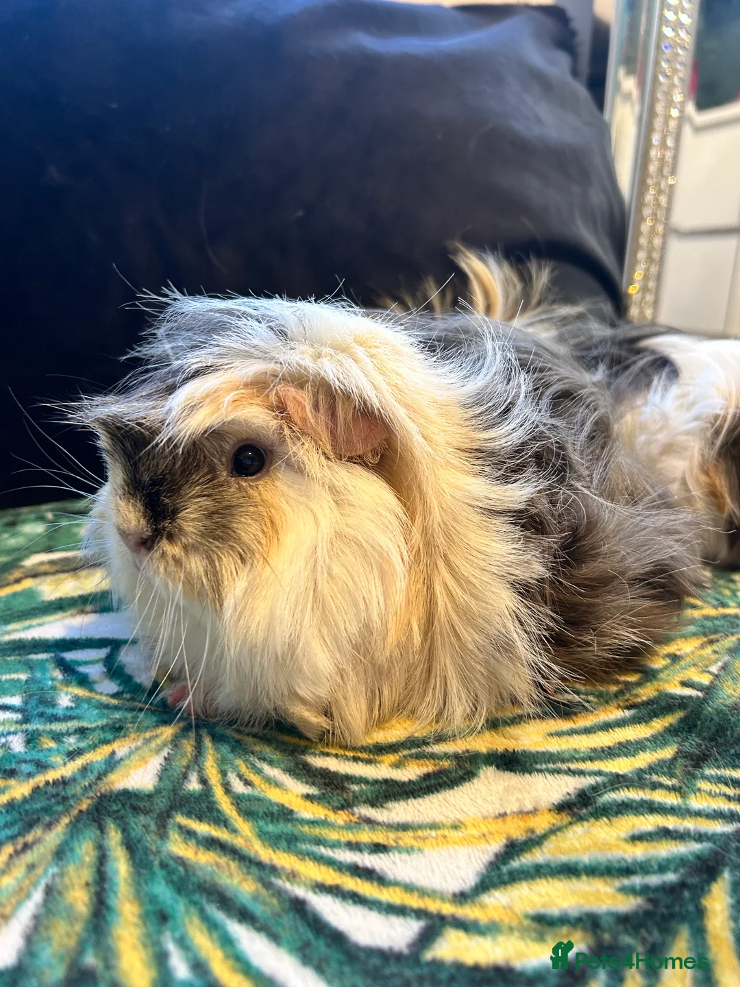 Guinea Pig rodents for sale: 3 peruvian retired sisters for loving forever home - Advert 1