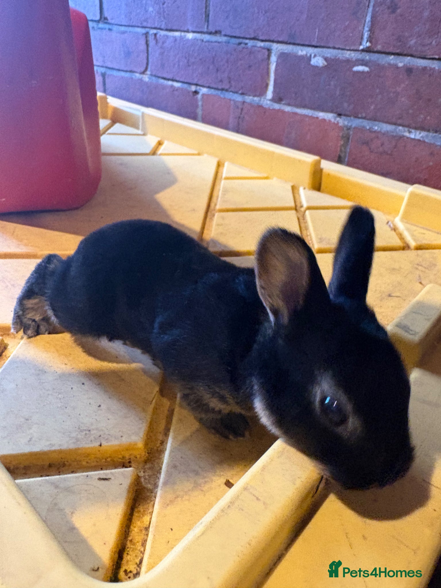 New Zealand rabbits Mini Rex baby buck (rtl 23rd may) - Advert 2