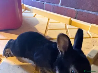 New Zealand rabbits Mini Rex baby buck (rtl 23rd may) - Advert 2