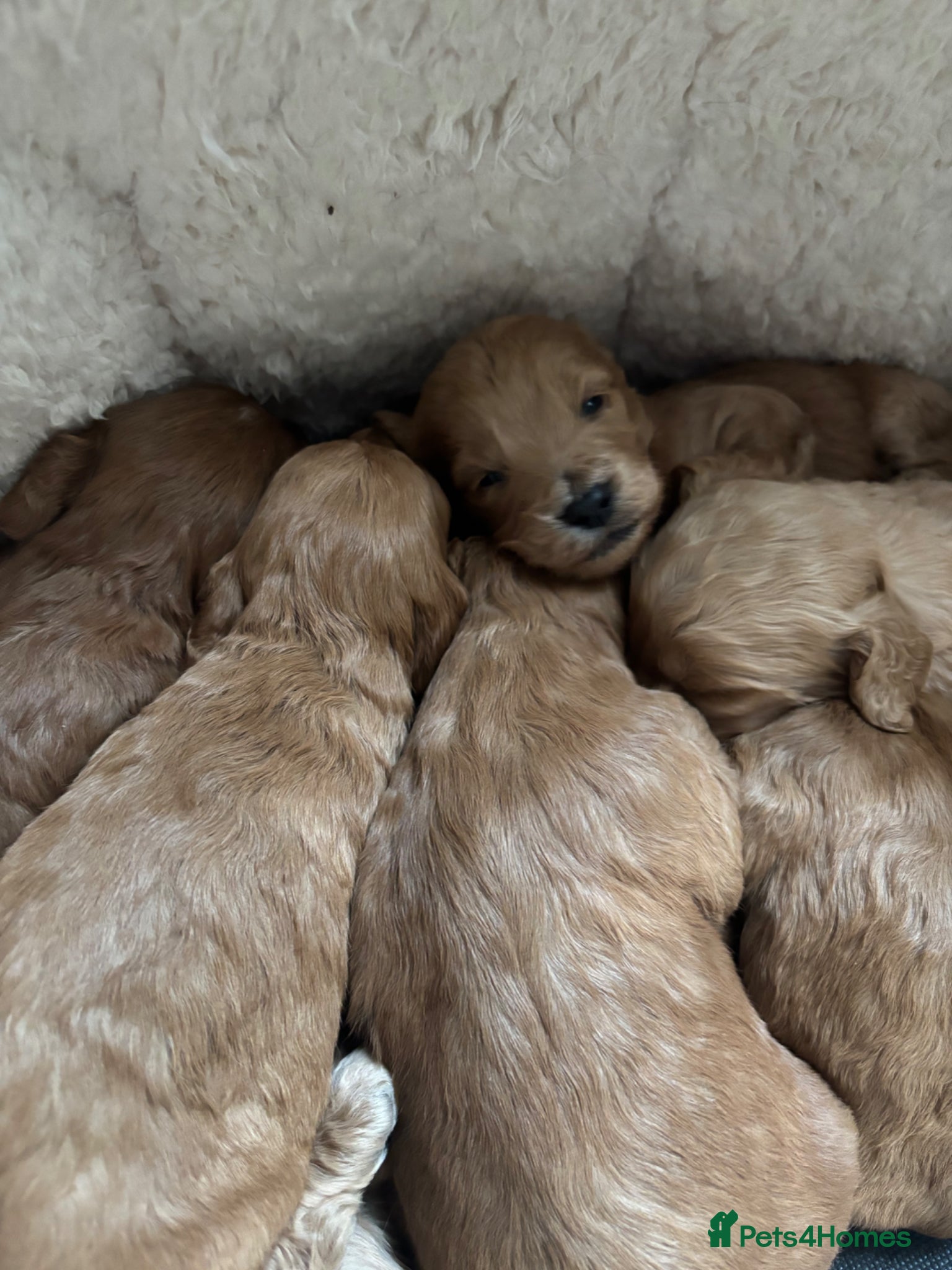 Cockapoo dogs Gorgeous F1 cockapoos 🤍 - Advert 1