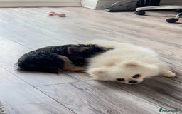 Pomeranian dogs for adoption: Cute Miso is looking for her forever lap 💖🐾 - Image 6
