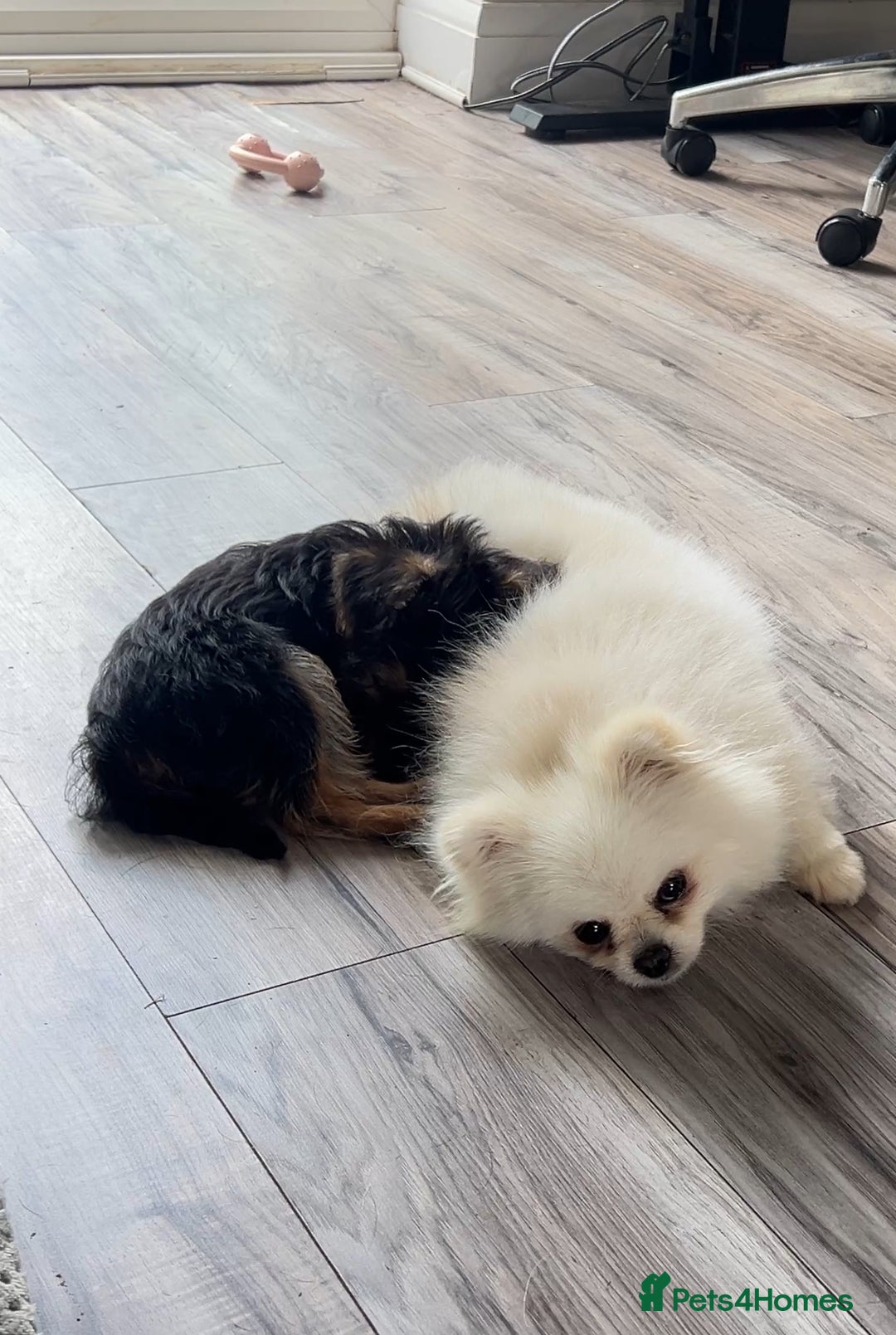 Pomeranian dogs for adoption: Cute Miso is looking for her forever lap 💖🐾 - Image 6