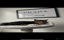 American Shorthair cats for sale: Looking to rehome our Kitten - Image 2