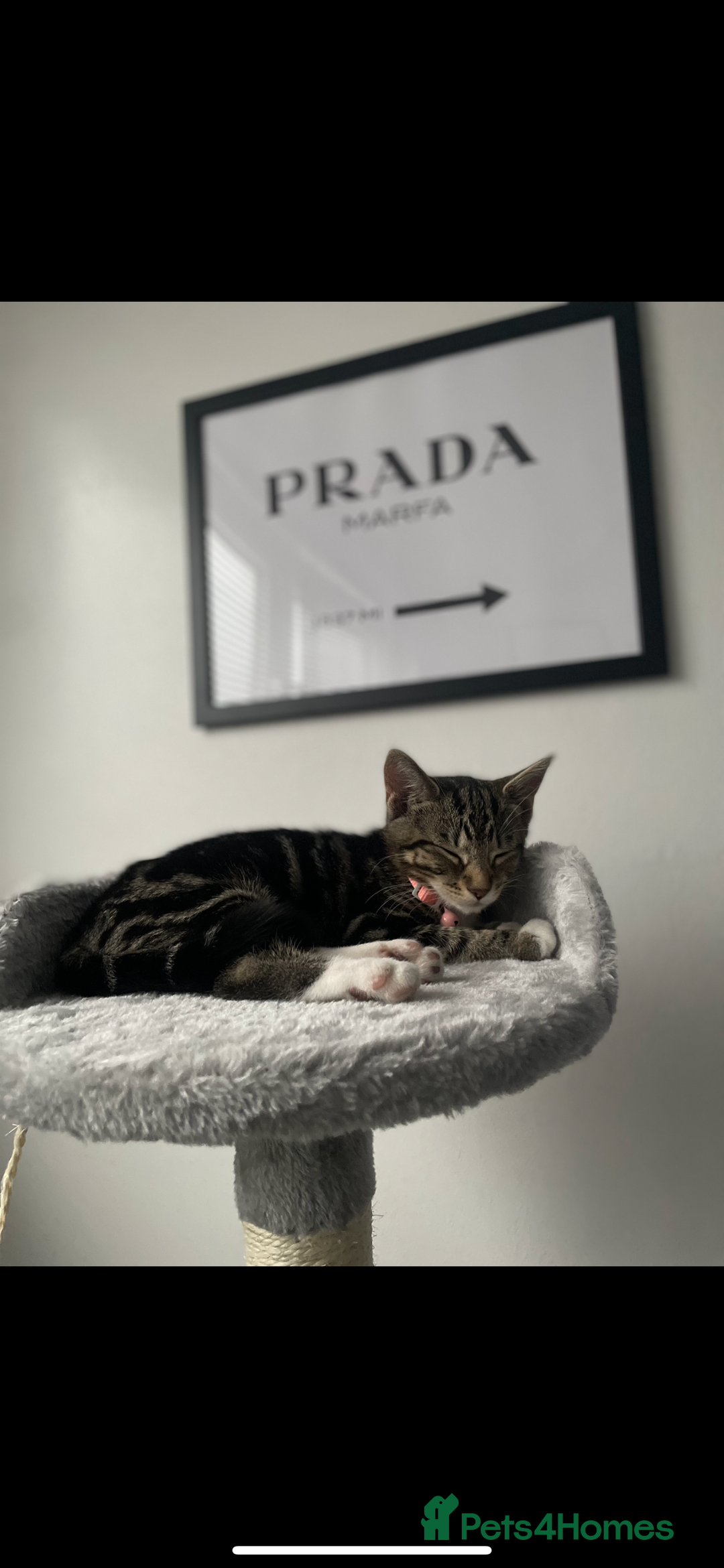 American Shorthair cats for sale: Looking to rehome our Kitten - Image 2