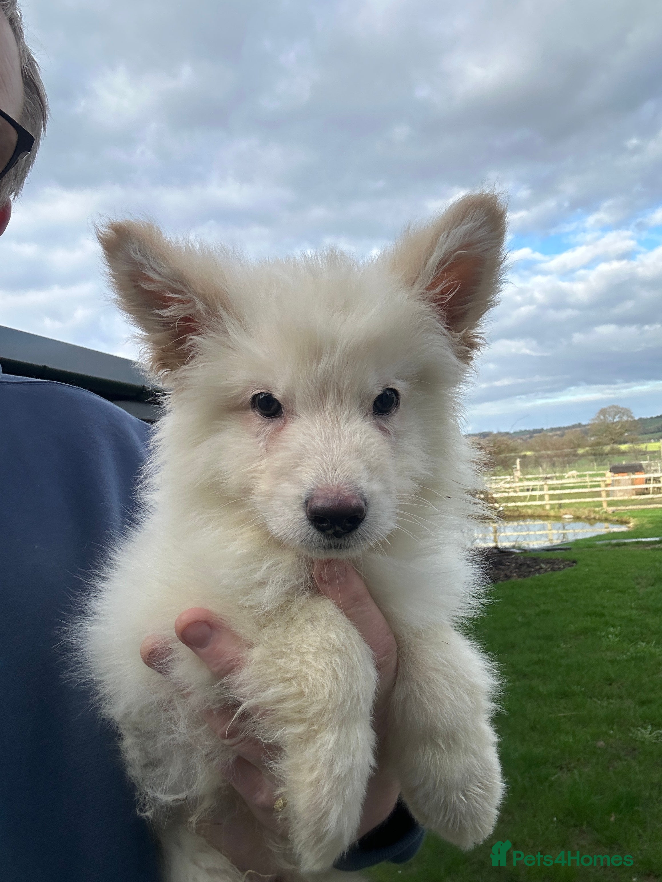 German Shepherd dogs Traditional Long Coat, Straight backed GSD Puppies - Advert 6