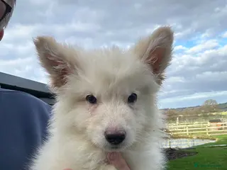 German Shepherd dogs Traditional Long Coat, Straight backed GSD Puppies - Advert 6