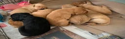 Labrador Retriever dogs for sale: KC Labrador puppies - Advert 8
