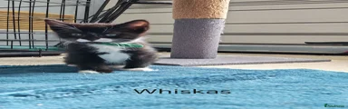 Whiskers/socks