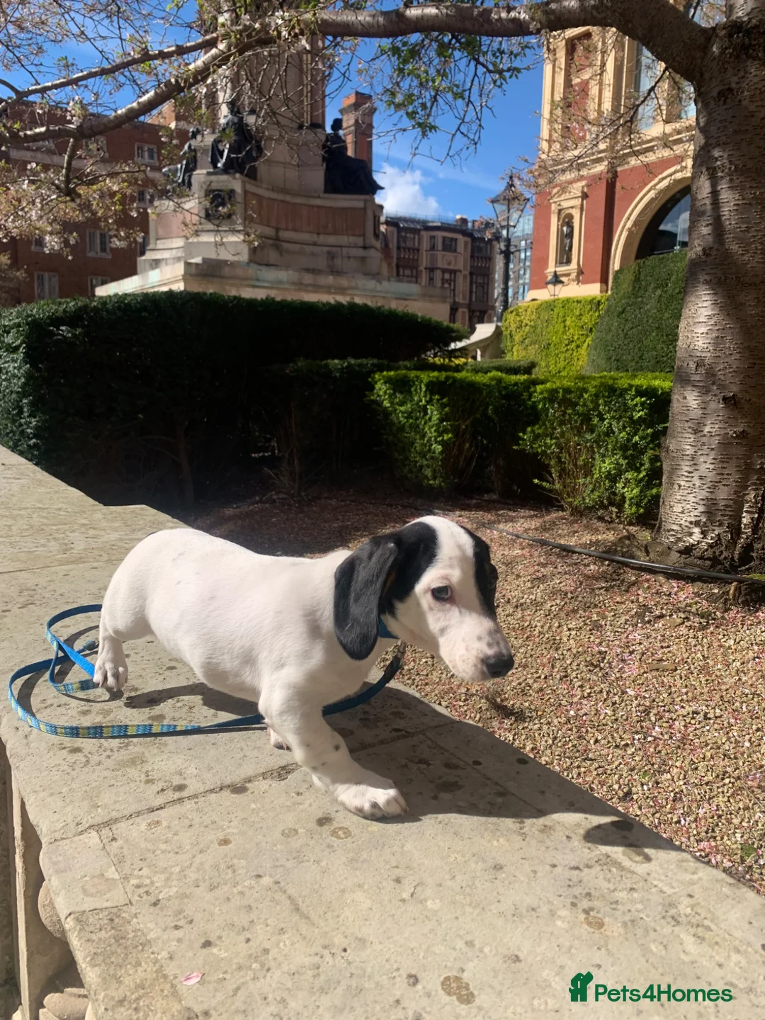 Dachshund dogs for sale: SALE of Last white dachshund stud in Kensington  - Advert 1