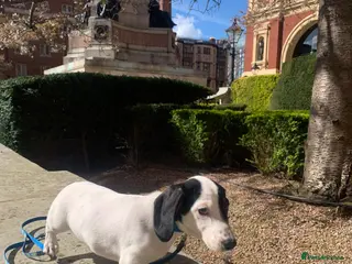 Dachshund dogs Lovely miniature white dachshunds in Kensington - Advert 2