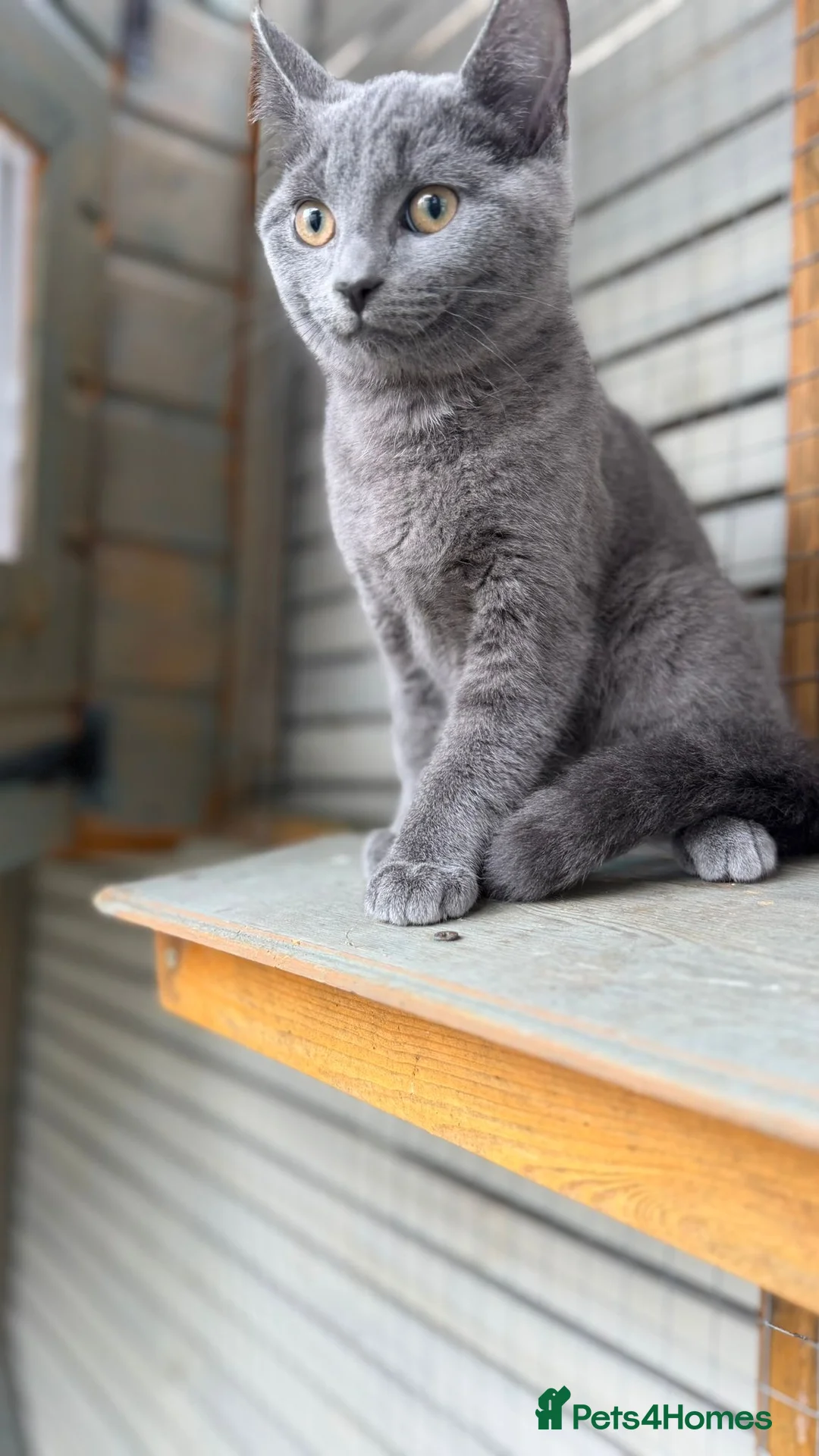 Mixed Breed cats for sale: British shorthaired x ragdoll  - Advert 2