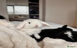 Mini Lop rabbits for sale: Mini lop bunnies for sale! - Advert 5