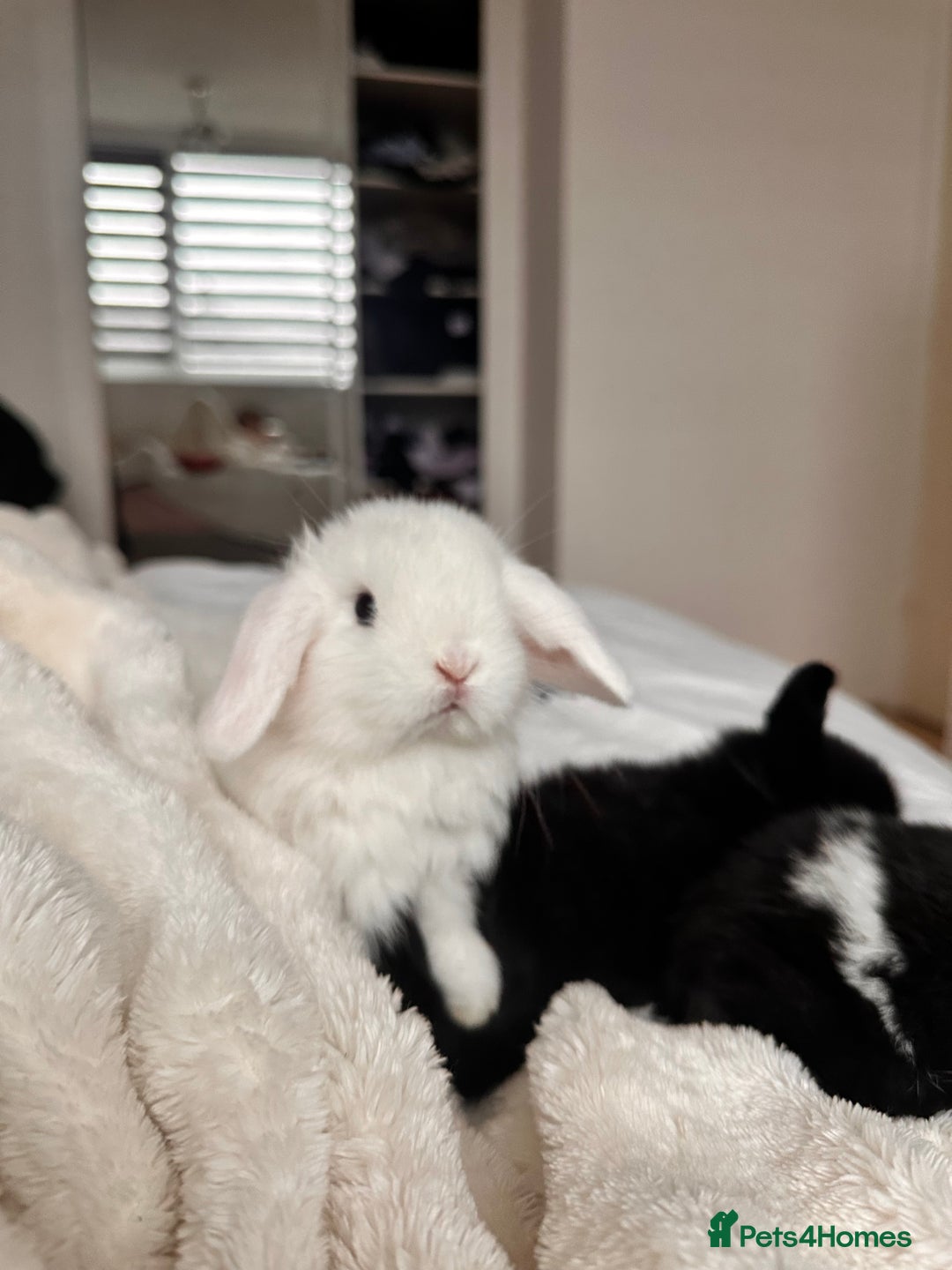 Mini Lop rabbits for sale: Mini lop bunnies for sale! - Advert 5