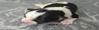  Puppy 1 Jett