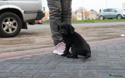 Labrador Retriever dogs for sale: Labrador puppies 2 male black KC reg - Image 5