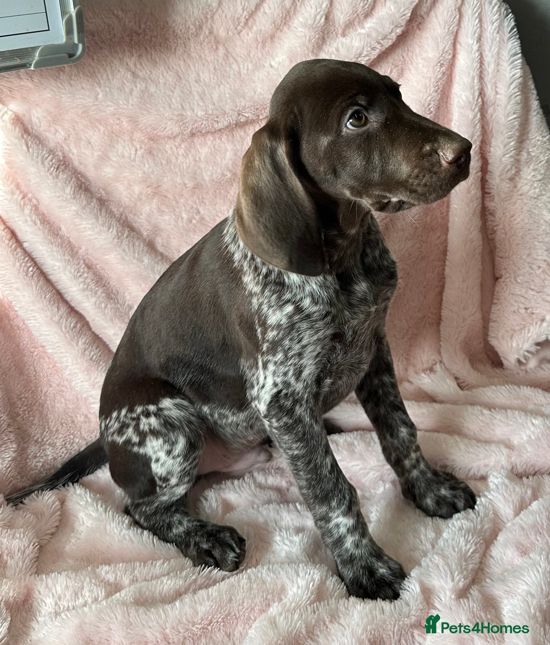 German Shorthaired Pointer dogs GSP Pups - 1 Boy available - Serbian Blood Lines - Advert 3