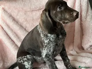 German Shorthaired Pointer dogs GSP Pups - 1 Boy available - Serbian Blood Lines - Advert 14