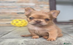 French Bulldog dogs for sale: Fluffy French Bulldogs/DNA Tested Parents  - Image 5