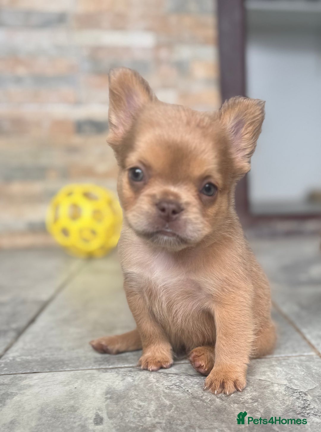 French Bulldog dogs for sale: Fluffy French Bulldogs/DNA Tested Parents  - Image 5