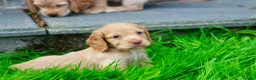 Cocker Spaniel dogs for sale: Gorgeous Golden Working Cocker Spaniels - Advert 22