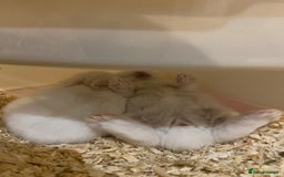 Netherland Dwarf rabbits for sale: Beautiful pure Netherland drawf baby bunnies  - Advert 3