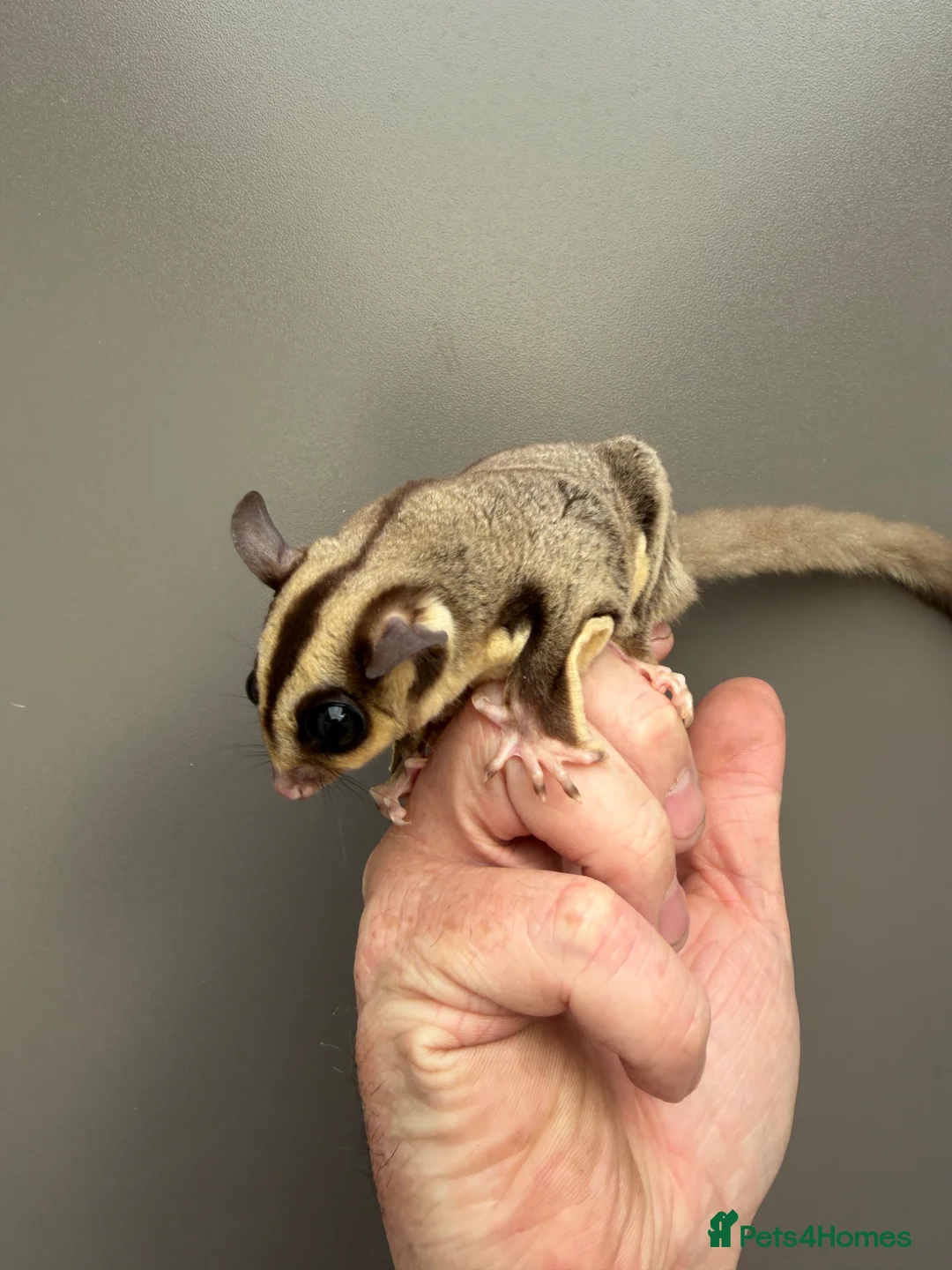 Sugar Glider rodents for sale: Young sugar gliders available  - Advert 3