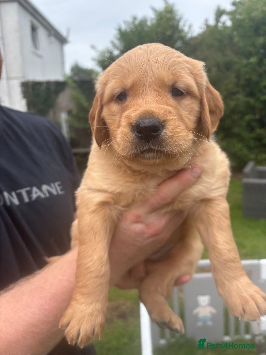 Golden Retriever dogs for sale: KC Registered Golden Retriever Puppies  - Image 22