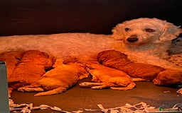 Cavapoo dogs for sale: Stunning boys and girls.  - Image 6