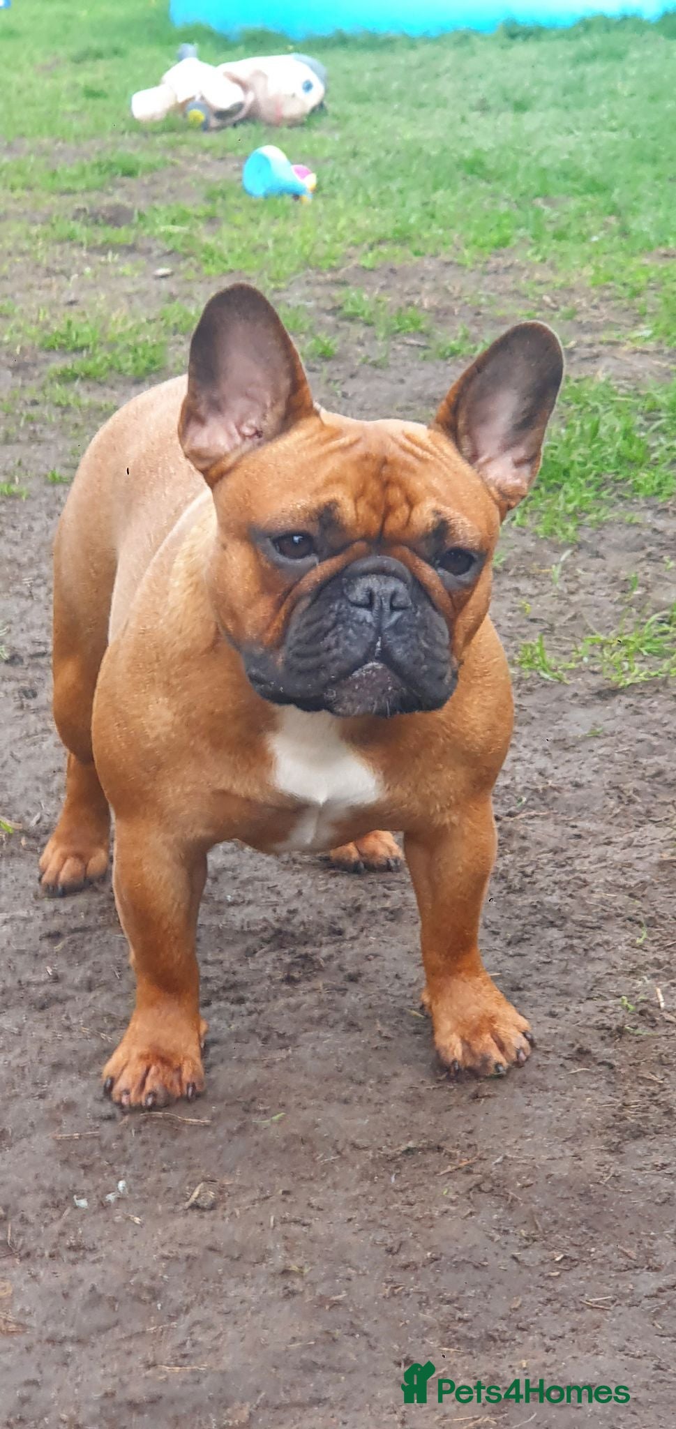 French Bulldog dogs Standard red fawn/pied French bulldog - Advert 5