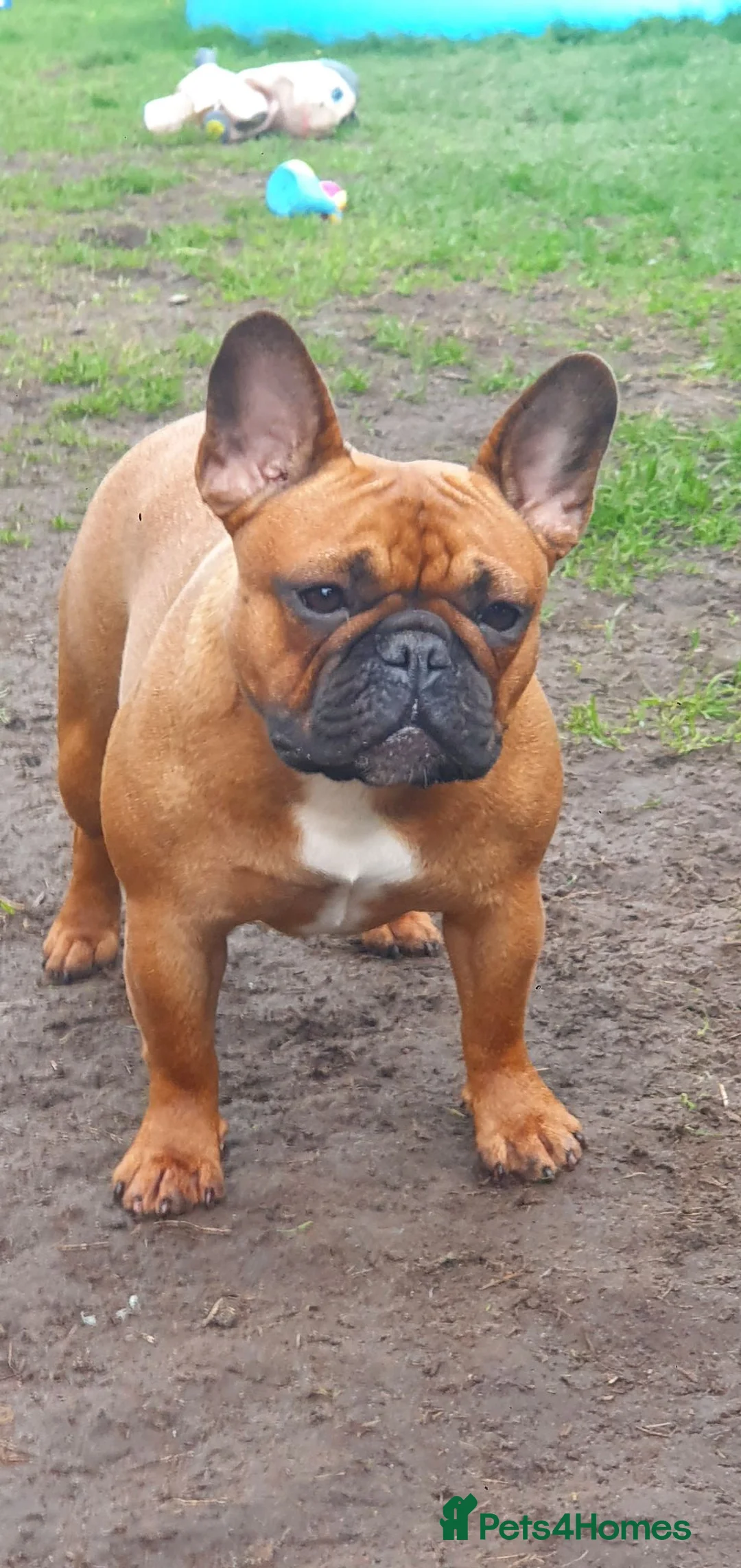 French Bulldog dogs for sale: Standard red fawn/pied French bulldog - Advert 2