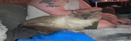 Ragdoll cats for sale: Male entire blue point ragdoll  - Advert 4