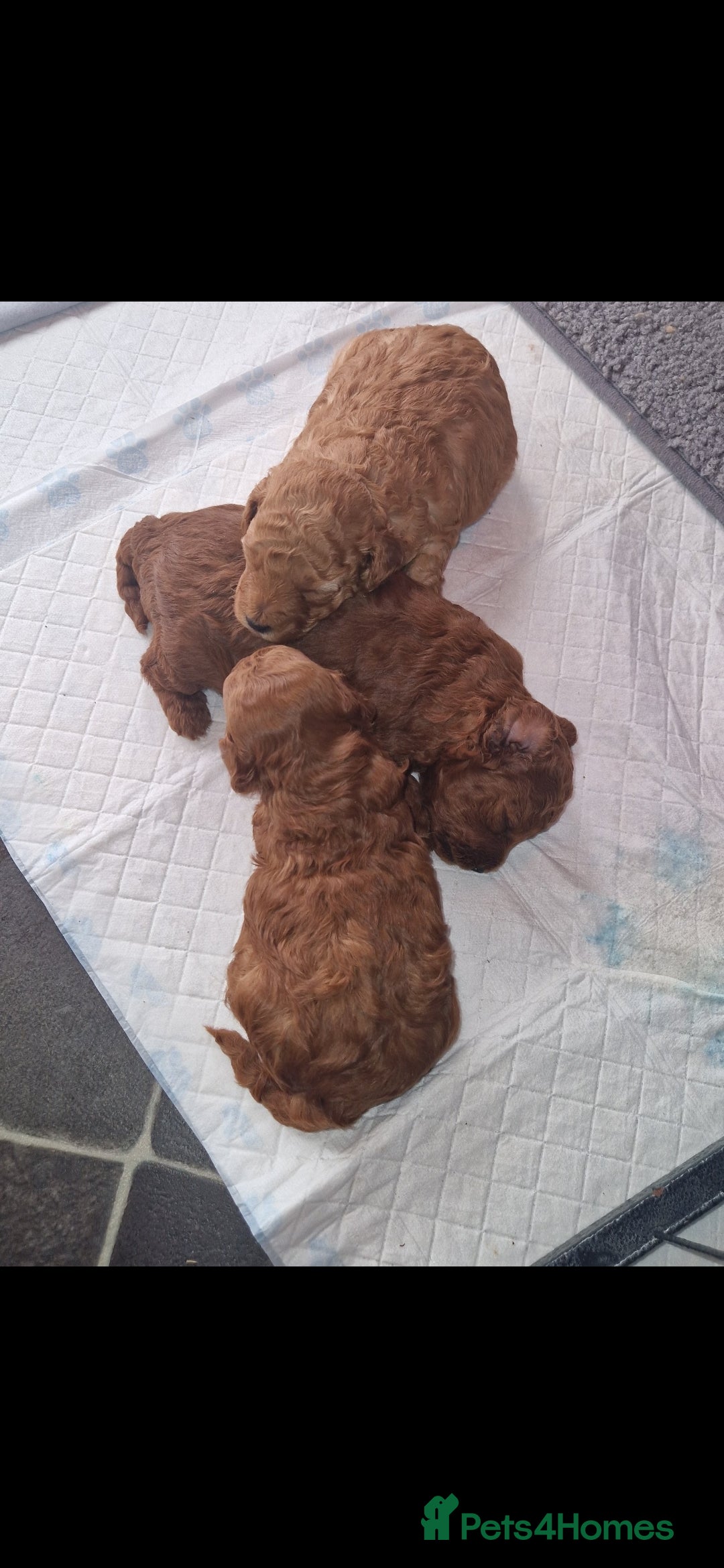 Cockapoo dogs for sale: Adorable red f1b toy cockapoos  - Advert 6