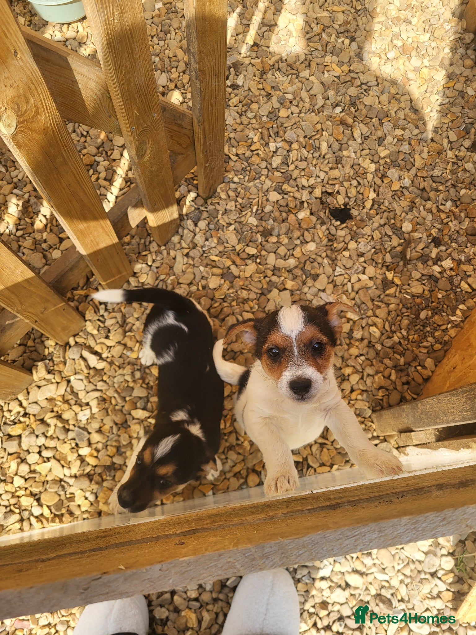 Jack Russell dogs Puppies for sale - Advert 16