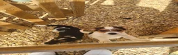 Jack Russell dogs for sale: Puppies for sale - Advert 1