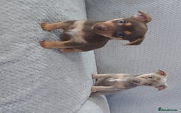 Jack Russell dogs for sale: Miniature jack Russell pups - Image 4