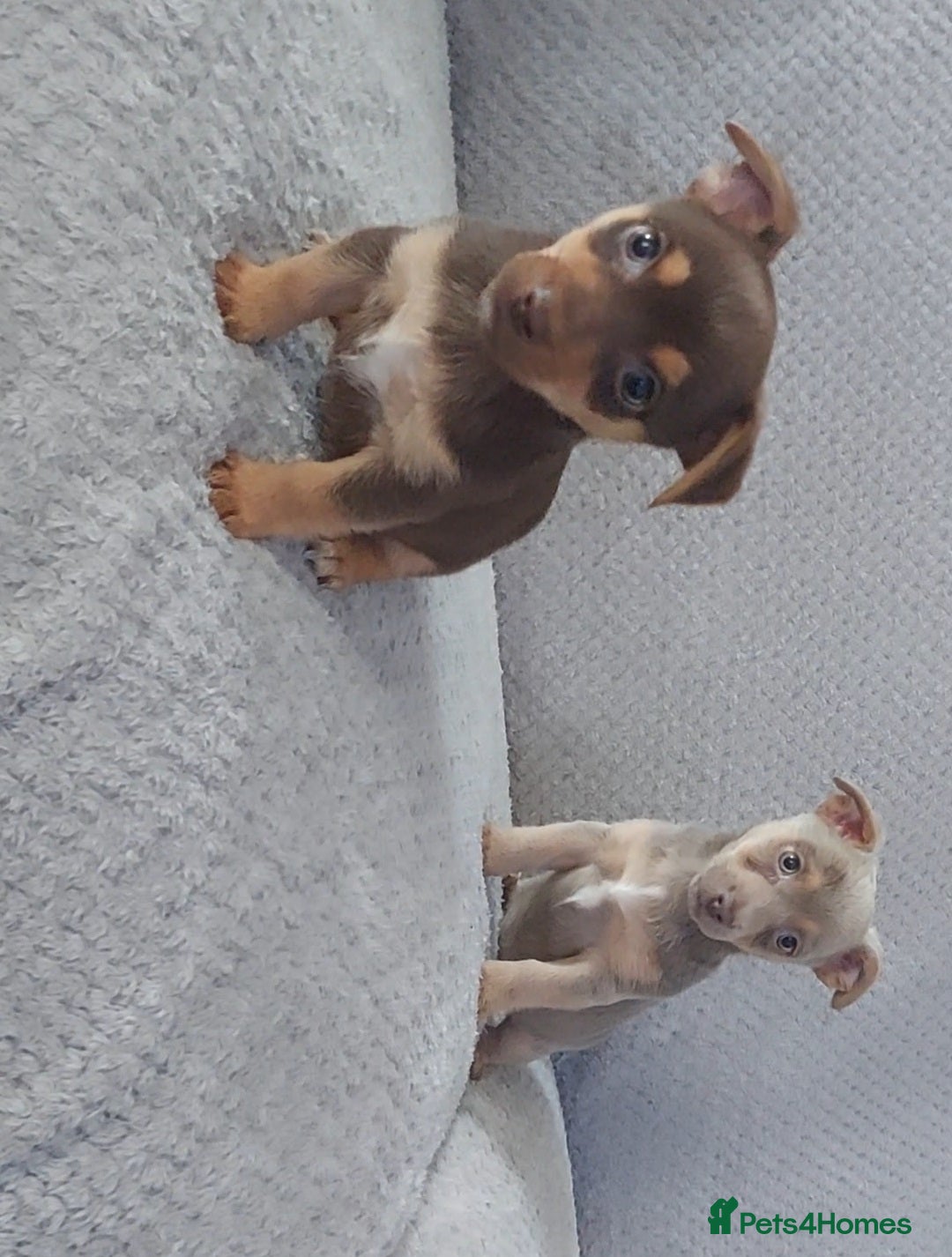 Jack Russell dogs for sale: Miniature jack Russell pups - Image 4