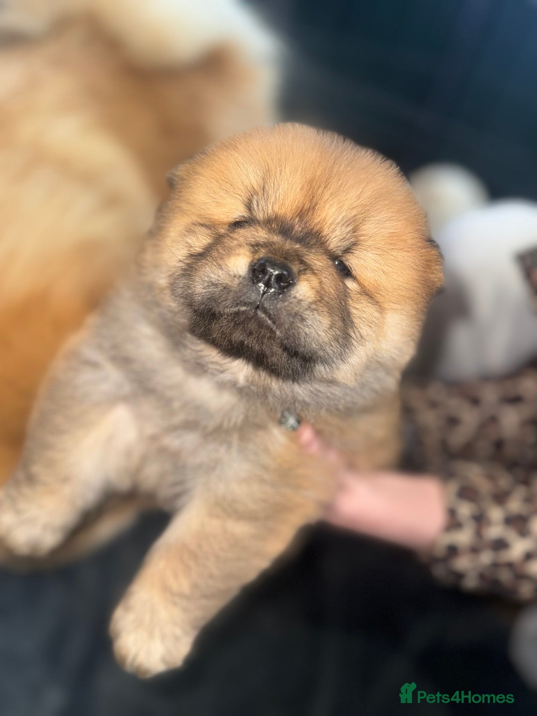 Chow Chow dogs for sale: CHOW CHOW PUPPIES  - Advert 20