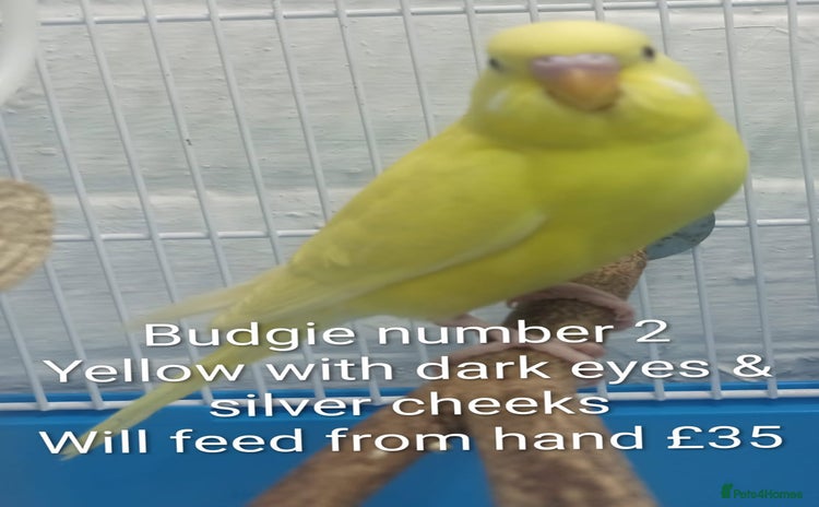 Budgerigars birds Superb home bred beautifully coloured baby budgies - Advert 1