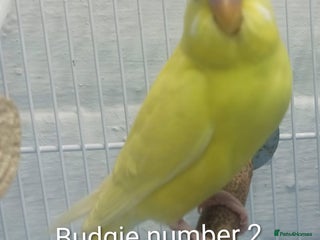 Budgerigars birds Superb home bred beautifully coloured baby budgies - Advert 2