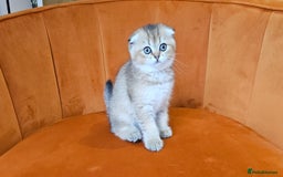 Scottish Fold cats for sale: Excellent Scottish fold kittens  - Image 19