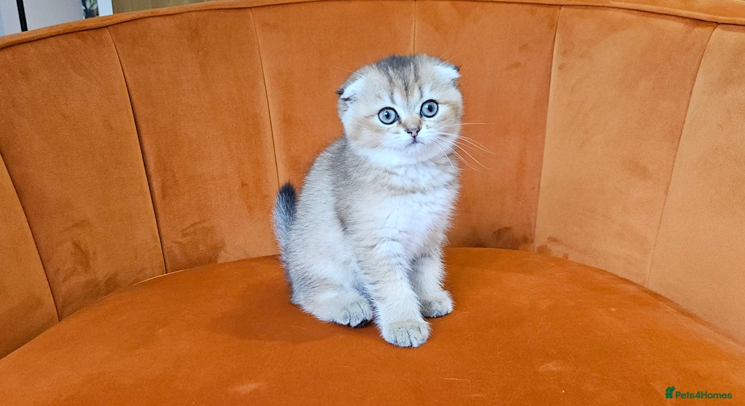 Scottish Fold cats for sale: Excellent Scottish fold kittens  - Image 19