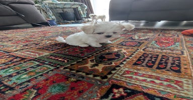 Maltese dogs - Advert 1