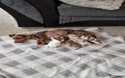 Miniature Dachshund dogs for stud: For stud my boy Dinky  in Alfreton - Image 33