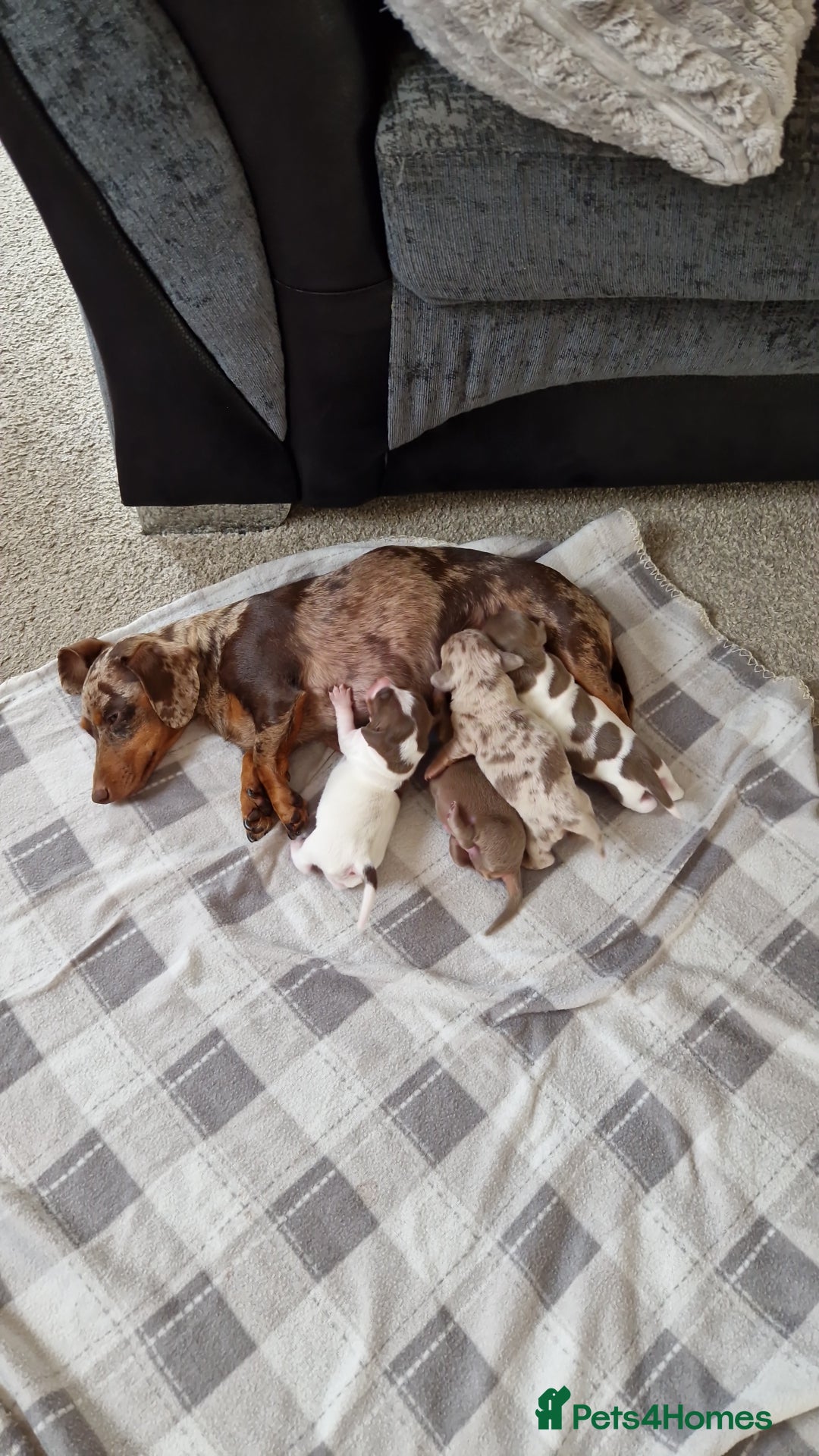 Miniature Dachshund dogs for stud: For stud my boy Dinky  in Alfreton - Image 33