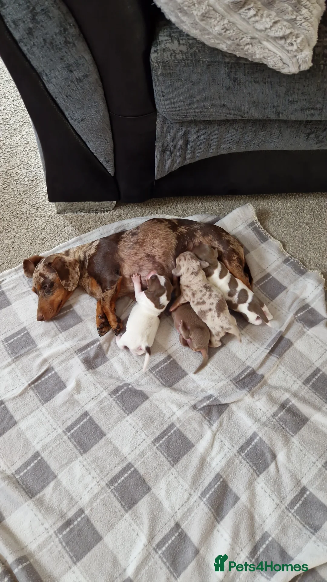 Miniature Dachshund dogs for stud: For stud my boy Dinky  in Alfreton - Advert 33